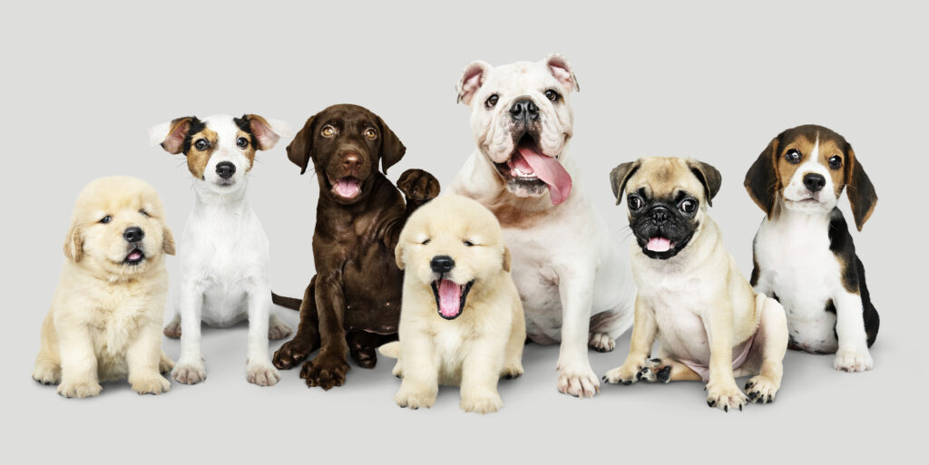 dog funeral services bengaluru