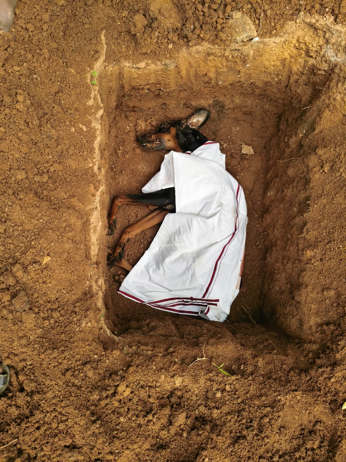 global cat funeral services